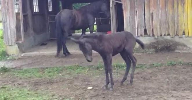 Baby Mule Has Embarrassing Moment While Showing Off And Having Fun