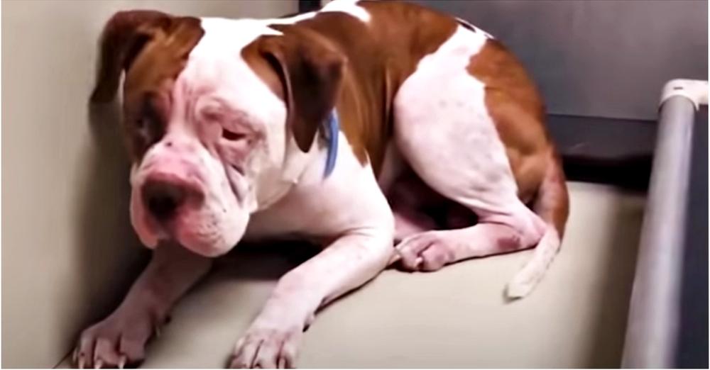 Shaking Pit Bull Wouldn’t Leave Shelter Corner, ‘Heard A Voice’ & Inched Forward