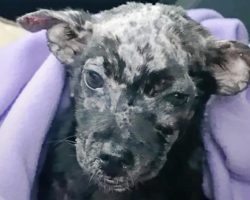 Guy Put His Blistered Puppy In Box And Placed Her On Shelter’s Doorsteps