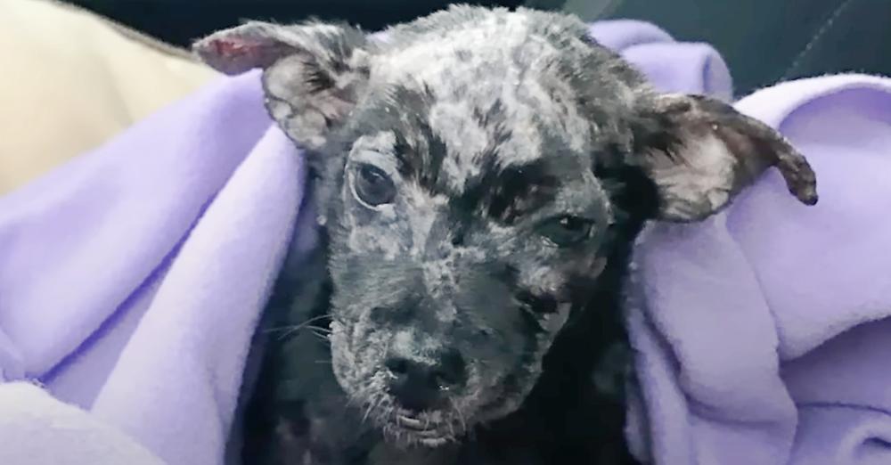 Guy Put His Blistered Puppy In Box And Placed Her On Shelter’s Doorsteps