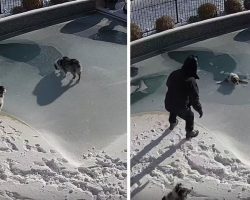 Dog Falls Through Surface Of Frozen Pool, And Dad Comes Over In A Panic