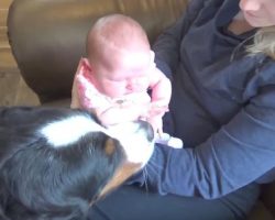Giant Bernese Mountain Dogs welcome baby home the only way they know how