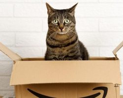 Cat sneaks into Amazon box, accidentally gets shipped 650 miles from home