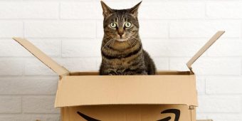 Cat sneaks into Amazon box, accidentally gets shipped 650 miles from home