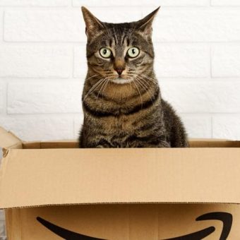 Cat sneaks into Amazon box, accidentally gets shipped 650 miles from home