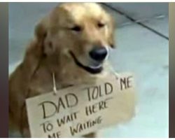 Dog Spotted Outside Store All Alone, With A Sign Around His Neck