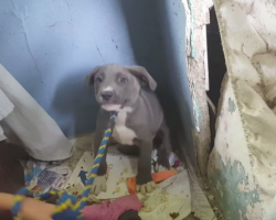 Rescuers go to save puppies from a crumbling, abandoned house