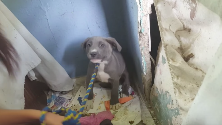 Rescuers go to save puppies from a crumbling, abandoned house