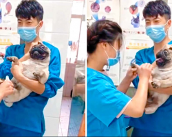 Pug Screams Like A Human During Toe Nail Clipping