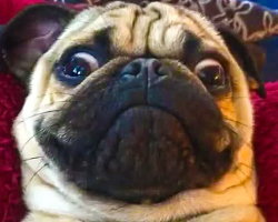 Lazy Pug Has A Hilarious Reaction When Asked If He Wants A Treat