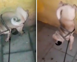 Pug Stands on Front Legs while Peeing on the Wall