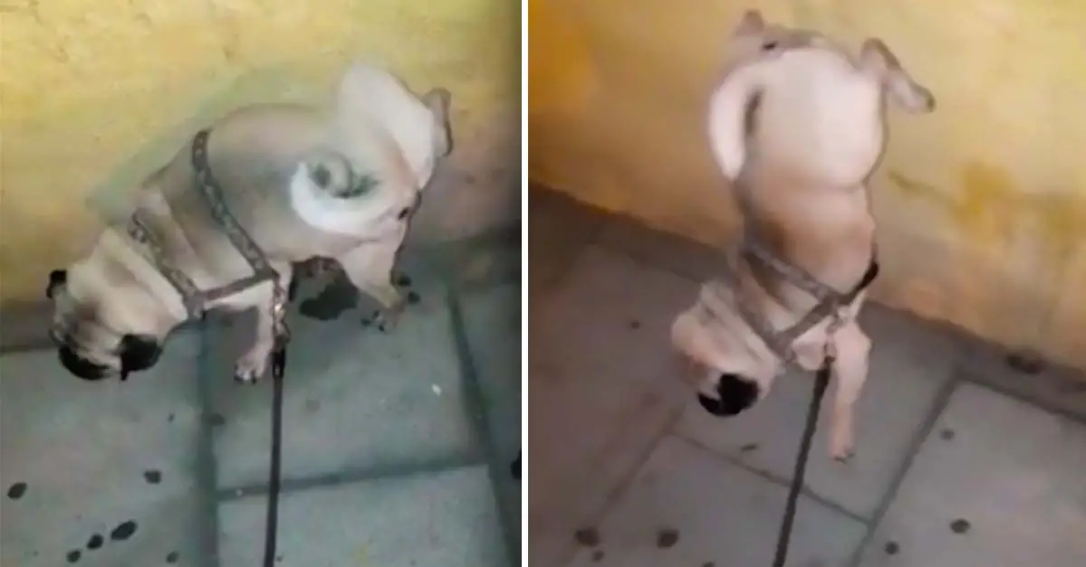 Pug Stands on Front Legs while Peeing on the Wall