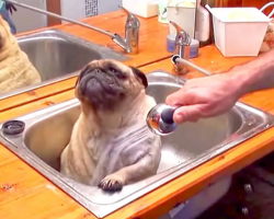 Watch How Much This Pug Loves to Take A Bath