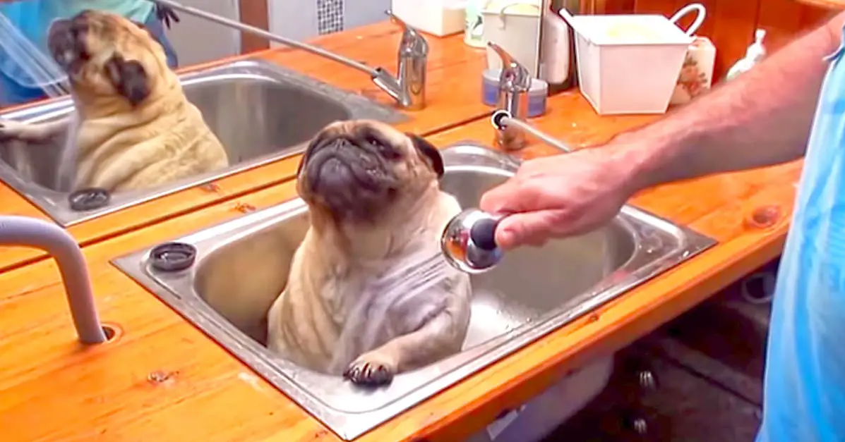Watch How Much This Pug Loves to Take A Bath