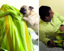Pug FREAKS OUT After Reunited With Favorite Uncle
