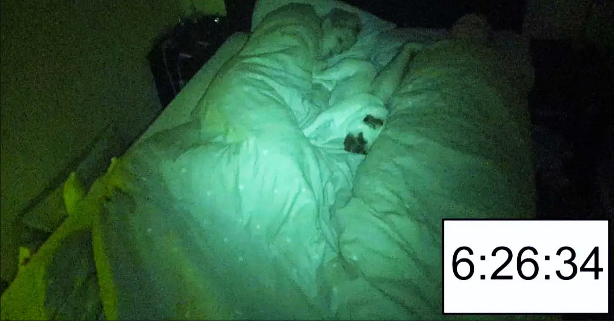 Time-Lapse Of Couple Sharing Bed With Pug