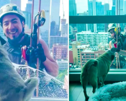 Pug Plays With Window Washer 22 Stories High