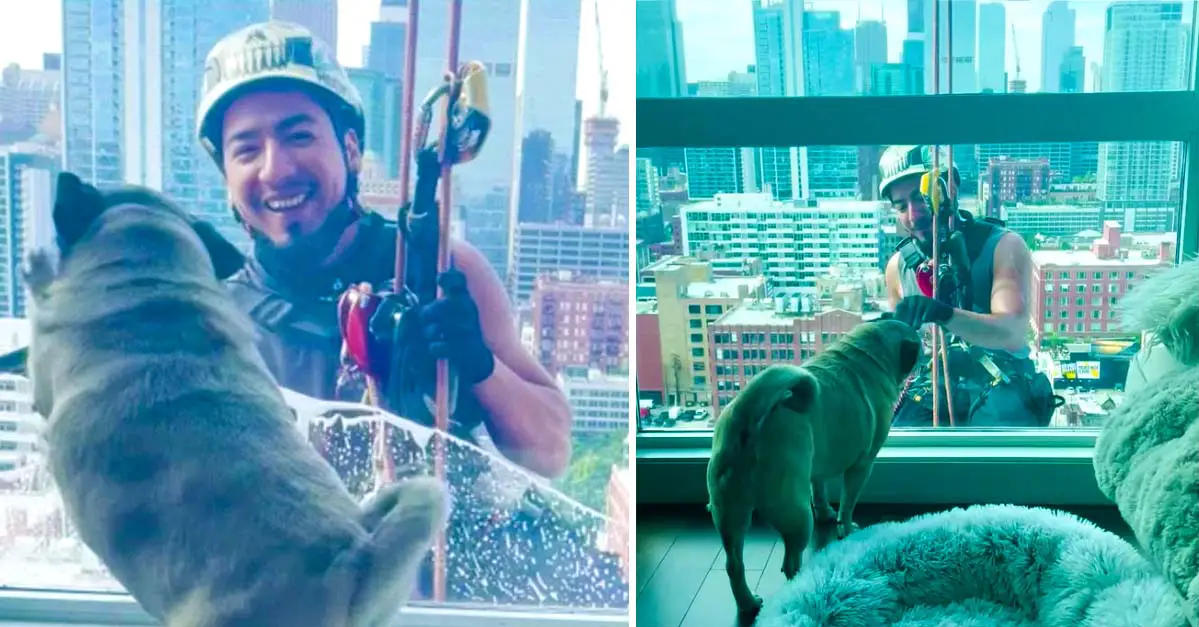 Pug Plays With Window Washer 22 Stories High