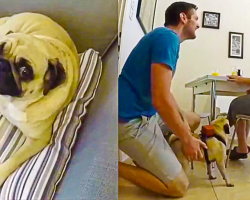 This Pug Plays a Key Role in Her Human’s Marriage Proposal