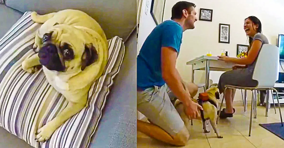 This Pug Plays a Key Role in Her Human’s Marriage Proposal
