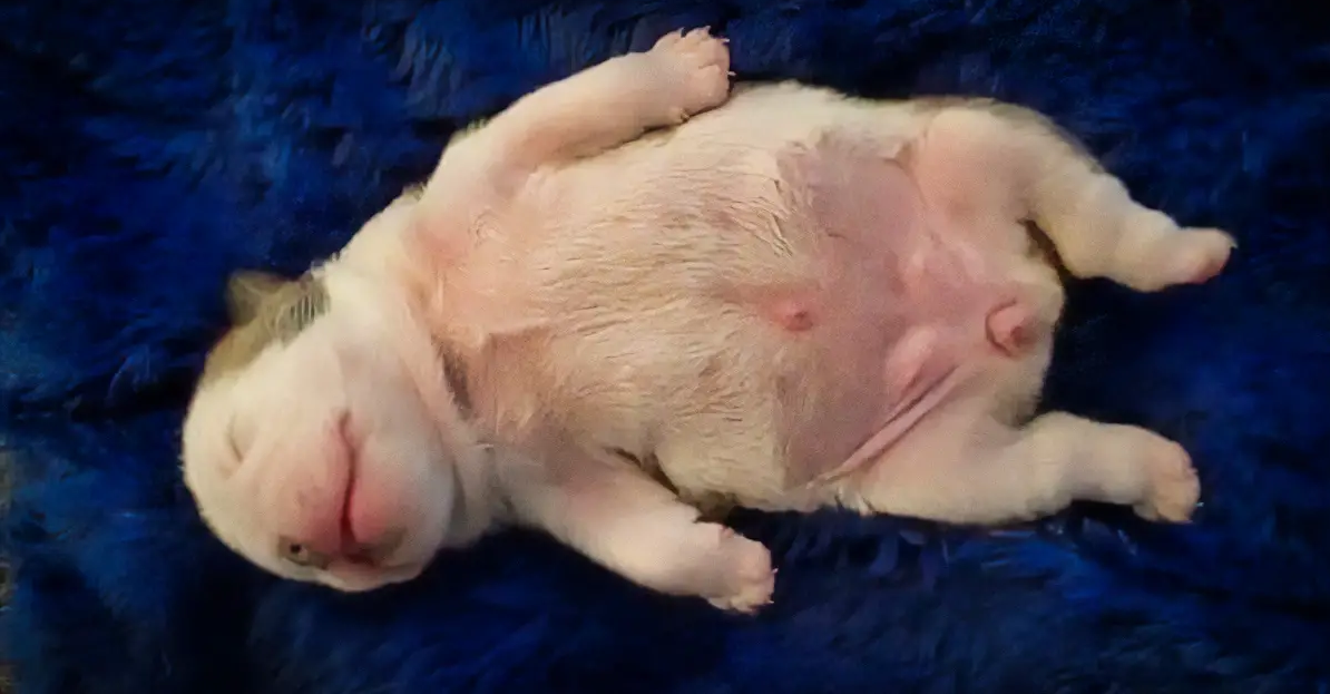 Precious Bulldog Puppy Dreaming Is Too Much Cuteness