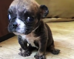 Teeny Tiny Bulldog Won’t Stop Talking