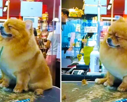 Pomeranian Puppy Falls Asleep While Getting Haircut