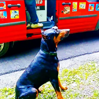 Doberman Excited For Ice Cream Truck Does Tricks For Popsicle