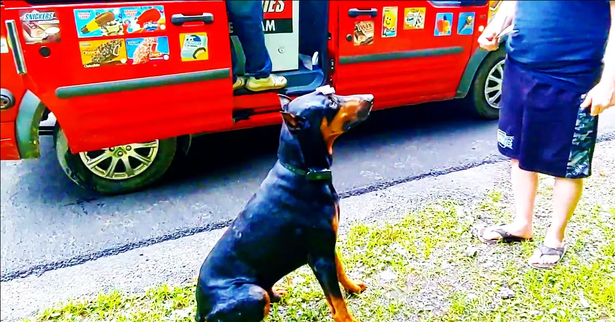 Doberman Excited For Ice Cream Truck Does Tricks For Popsicle