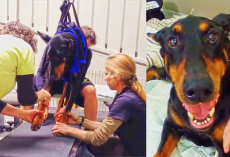 Paralyzed Doberman Learns To Walk Again Thanks To These Good People