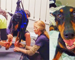 Paralyzed Doberman Learns To Walk Again Thanks To These Good People