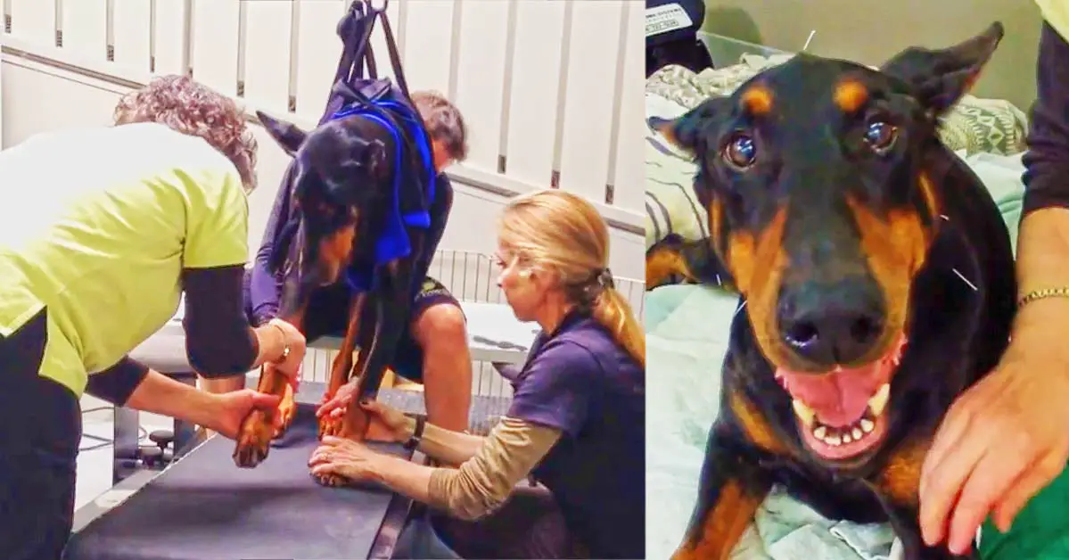 Paralyzed Doberman Learns To Walk Again Thanks To These Good People