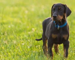 The Best Food for Doberman Puppies for Growth and Development