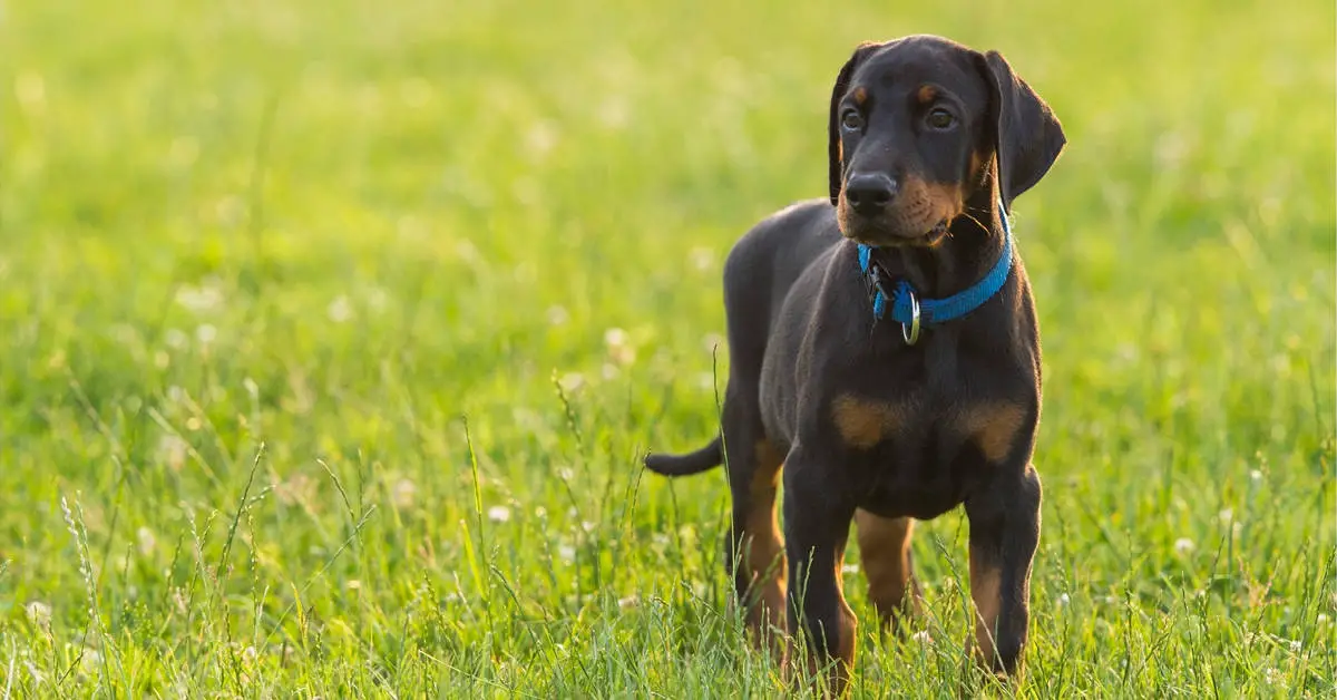 The Best Food for Doberman Puppies for Growth and Development