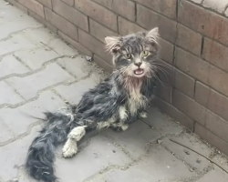 Thanks to Volunteers, This Paralyzed Cat Was Rescued from a Life on the Streets