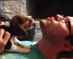 8-Week-Old Beagle Puppy Learns to Howl with Dad