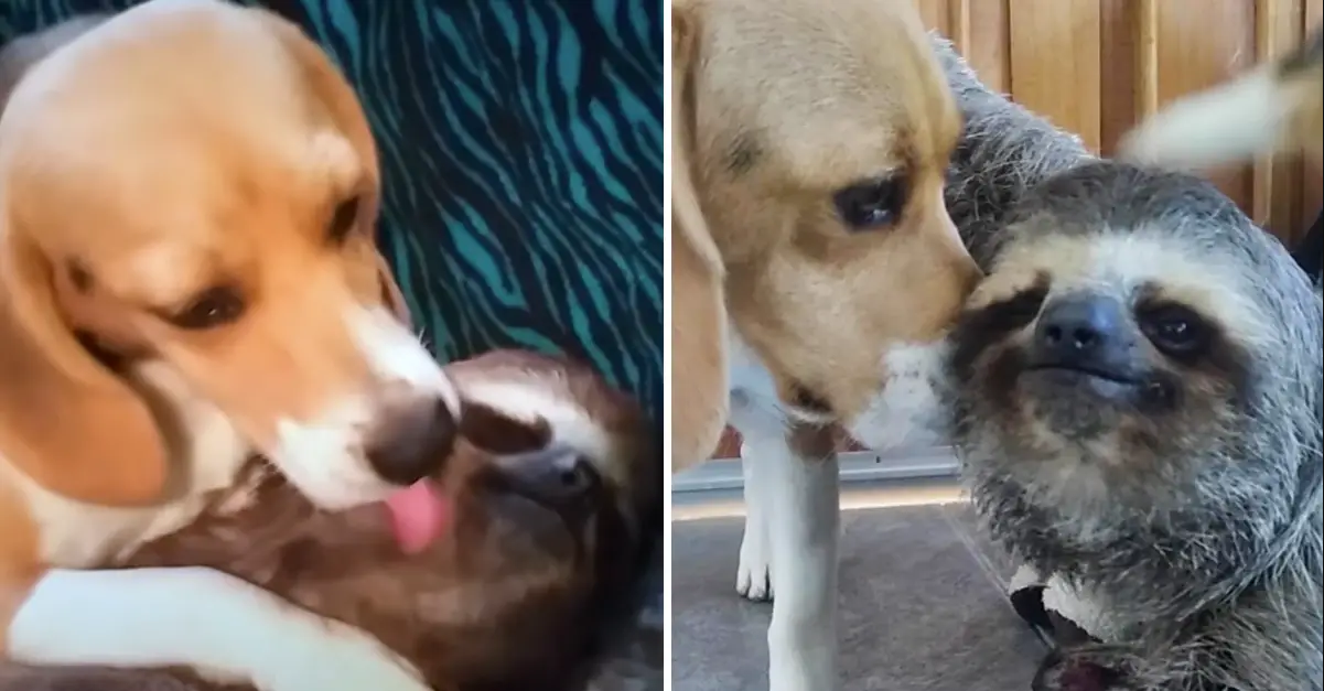 This Rescued Sloth Can’t Get Enough Of His Beagle Bestie’s Cuddles