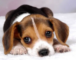 19 Beagles with Furr-tastic Beagle Facts