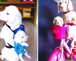 Rare White Beagle Dog Dad Carries His Puppy