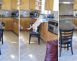 Clever Beagle Dog Steals a Chicken Dinner with Intricate Plan