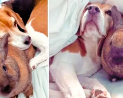 Adorable Dog And Bunny Are Best Friends