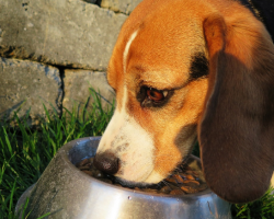 Best Dog Food For Beagles