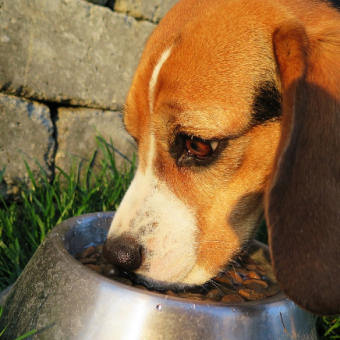 Best Dog Food For Beagles
