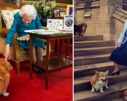 Queen Elizabeth II once comforted a war hero with the help of her pet corgis