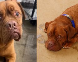 7-year-old dog heartbroken after owner surrenders him to shelter: Rescue says they’re “sick and tired”