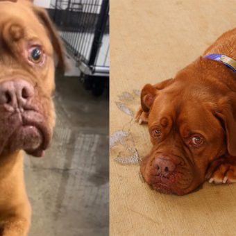 7-year-old dog heartbroken after owner surrenders him to shelter: Rescue says they’re “sick and tired”