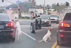 Dog runs after car that dumped him, not realizing he’s been abandoned