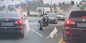Dog runs after car that dumped him, not realizing he’s been abandoned