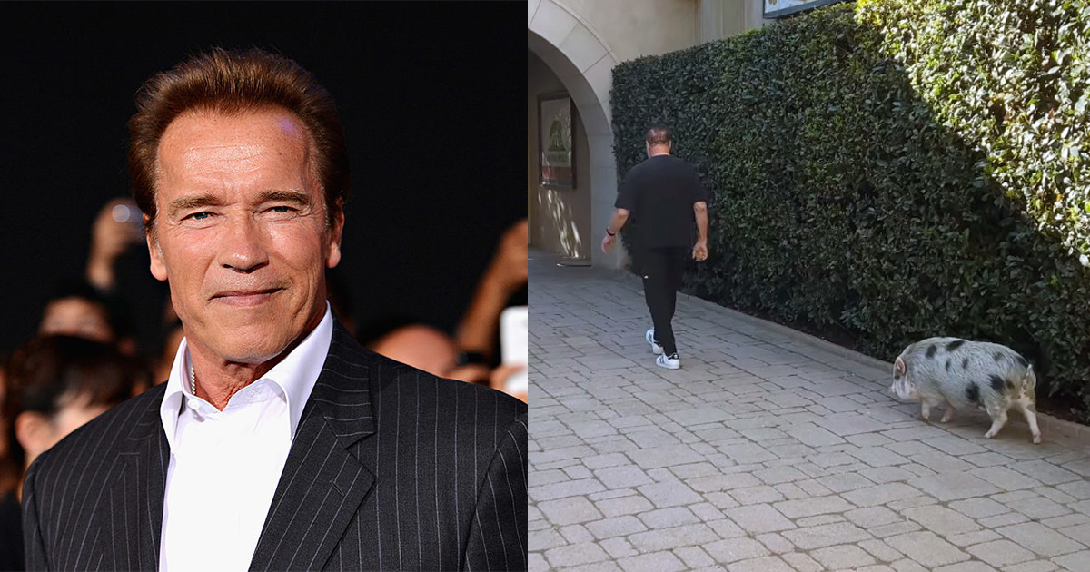 Arnold Schwarzenegger shares sweet video of workout with his pet pig Schnelly