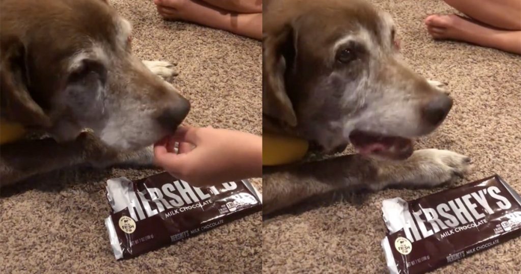Picture of Family gives chocolate to their senior dog as a final treat: “No dog ...